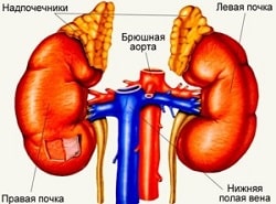 Диагностика заболеваний надпочечников – патологии надпочечных желез