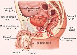 Воспаление семенных пузырьков: причины и факторы риска развития везикулита